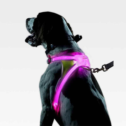SafeWalk ™ LED Dog Harness