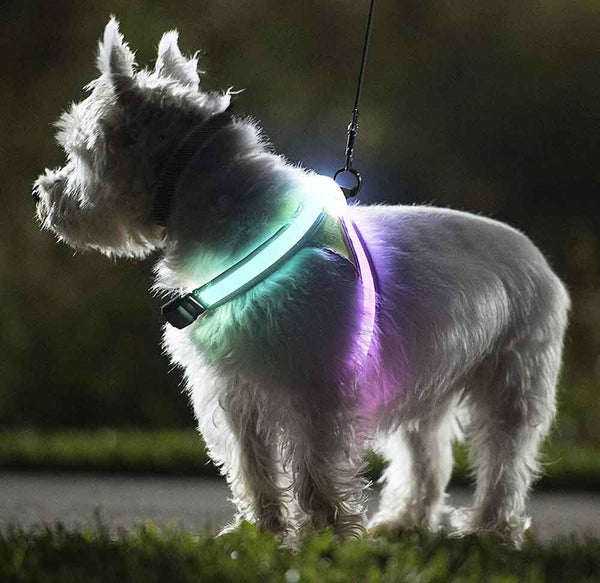 SafeWalk ™ LED Dog Harness