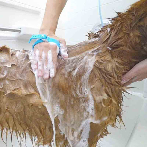CleanPaw™ 2-In-1 Pet Shower Massager Bathing Tool